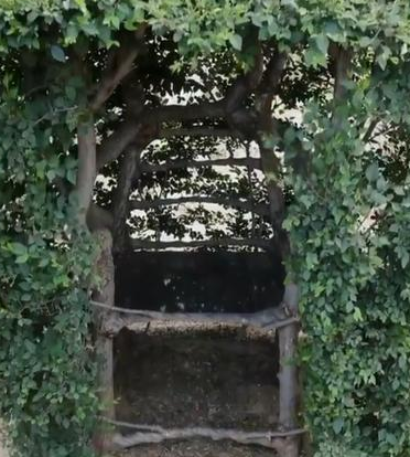 老農(nóng)耗時(shí)17年種出椅子樹(shù) 苦心鉆研光選樹(shù)就用了3年時(shí)間